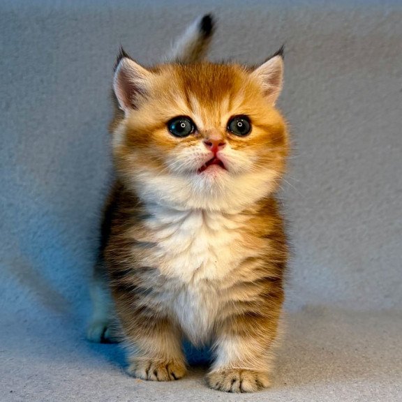 Munchkin Lumiq