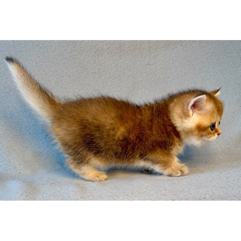 Munchkin Lumiq