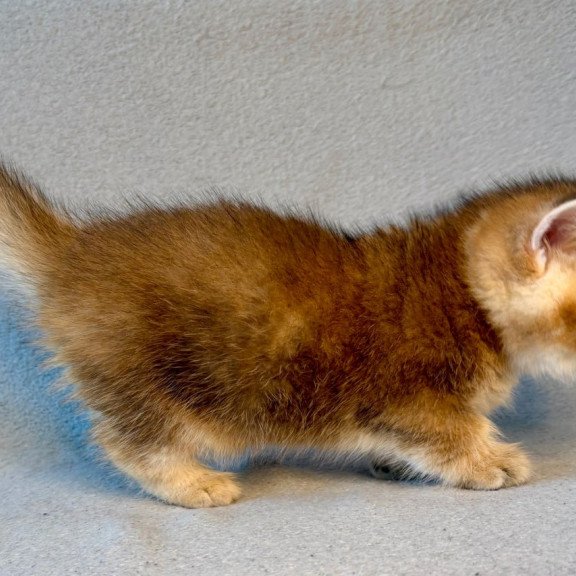 Munchkin Lumiq