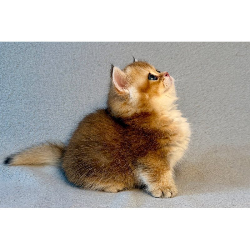 Munchkin Lumiq