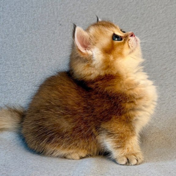 Munchkin Lumiq