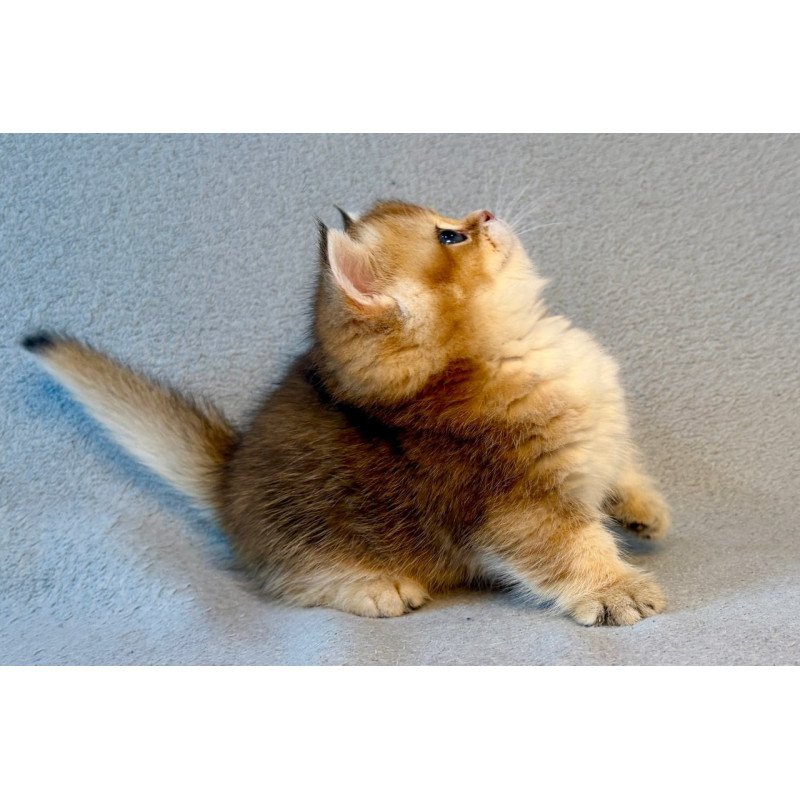 Munchkin Lumiq