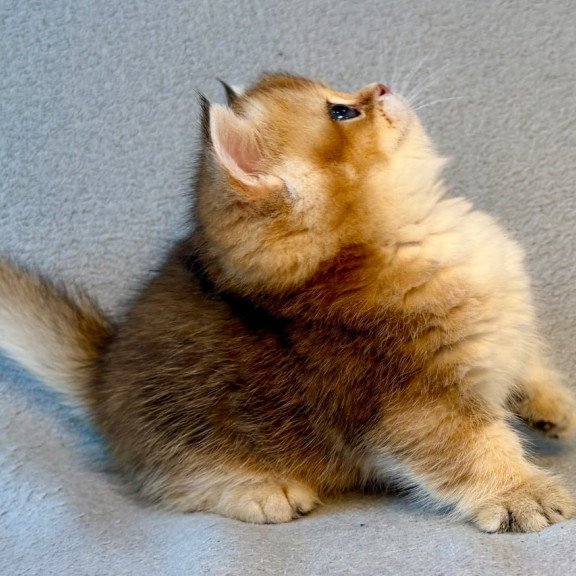 Munchkin Lumiq