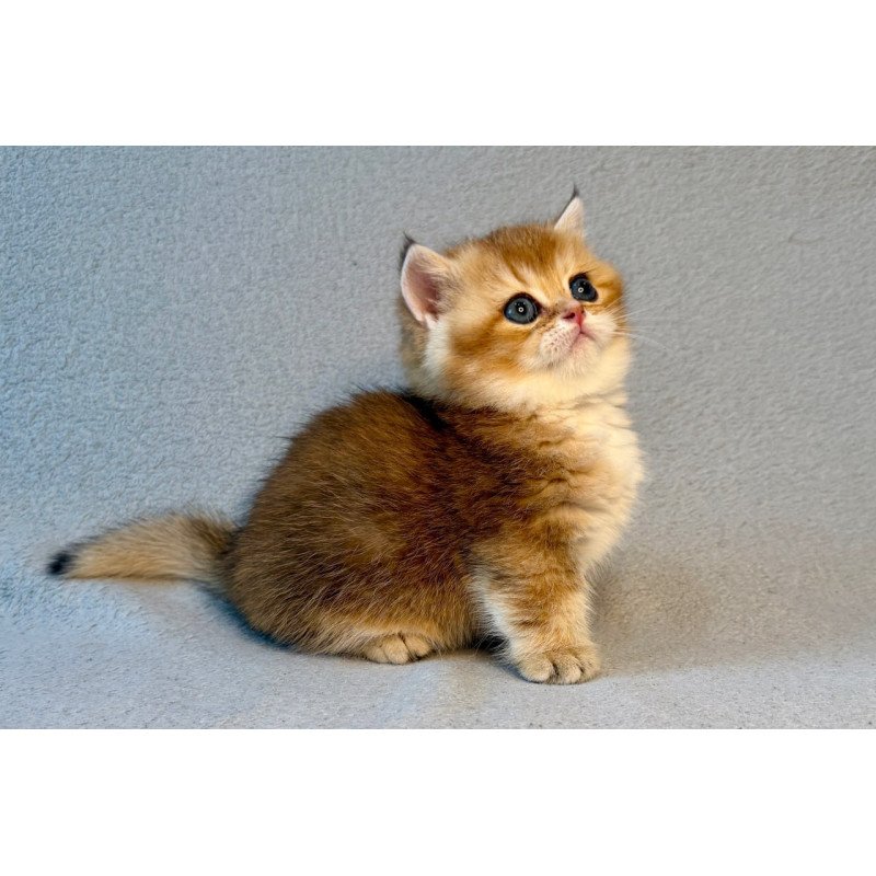 Munchkin Lumiq