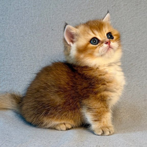 Munchkin Lumiq