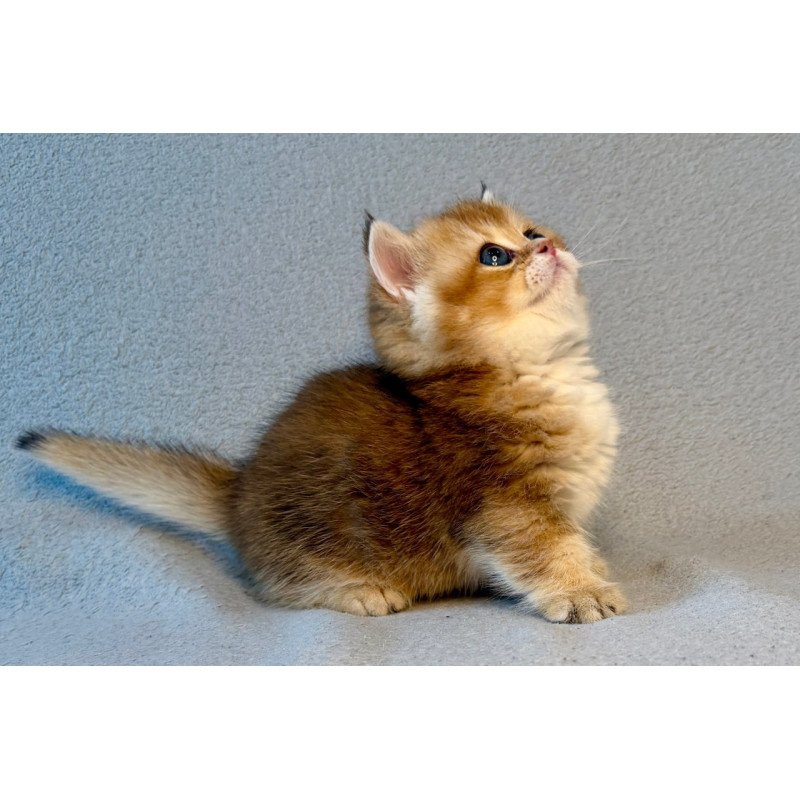Munchkin Lumiq