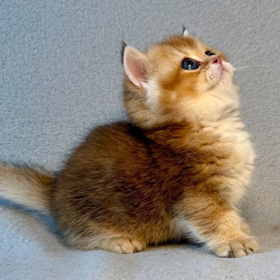 Munchkin Lumiq