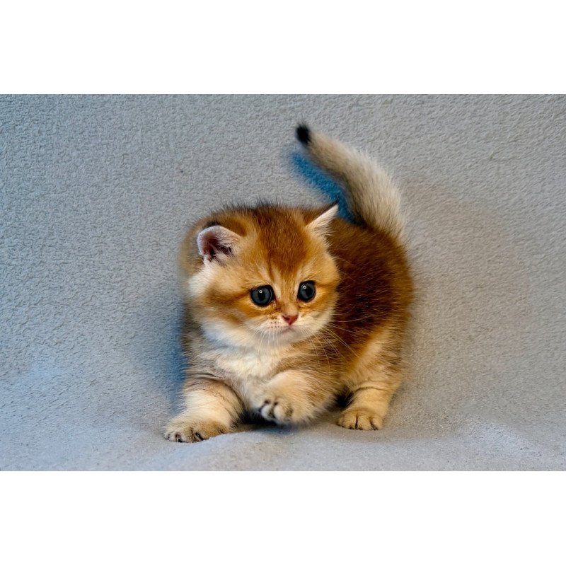 Munchkin Lumiq
