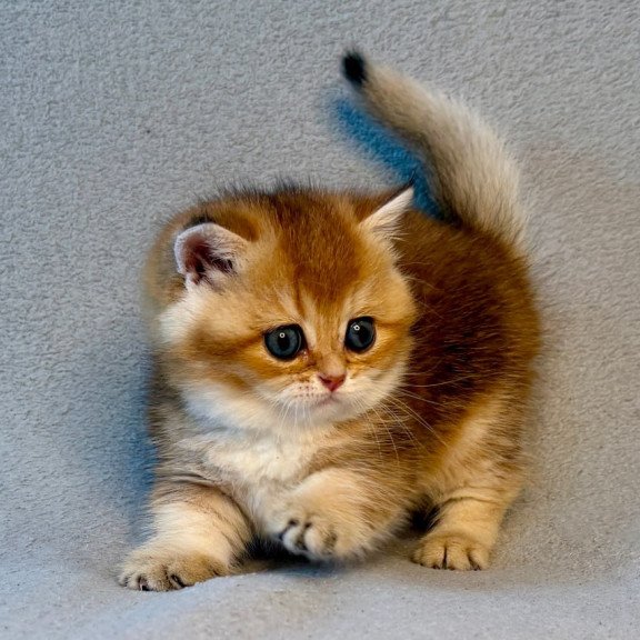 Munchkin Lumiq
