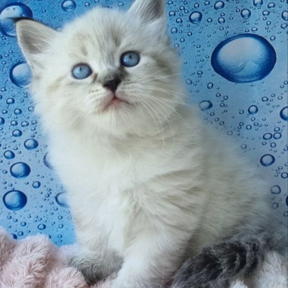 Siberian Arhip