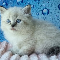 Siberian Arhip