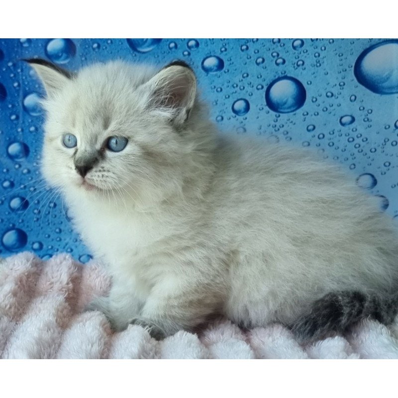 Siberian Arhip