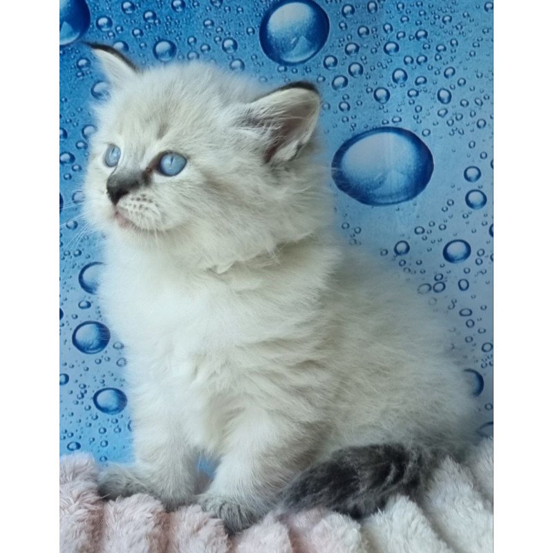 Siberian Arhip