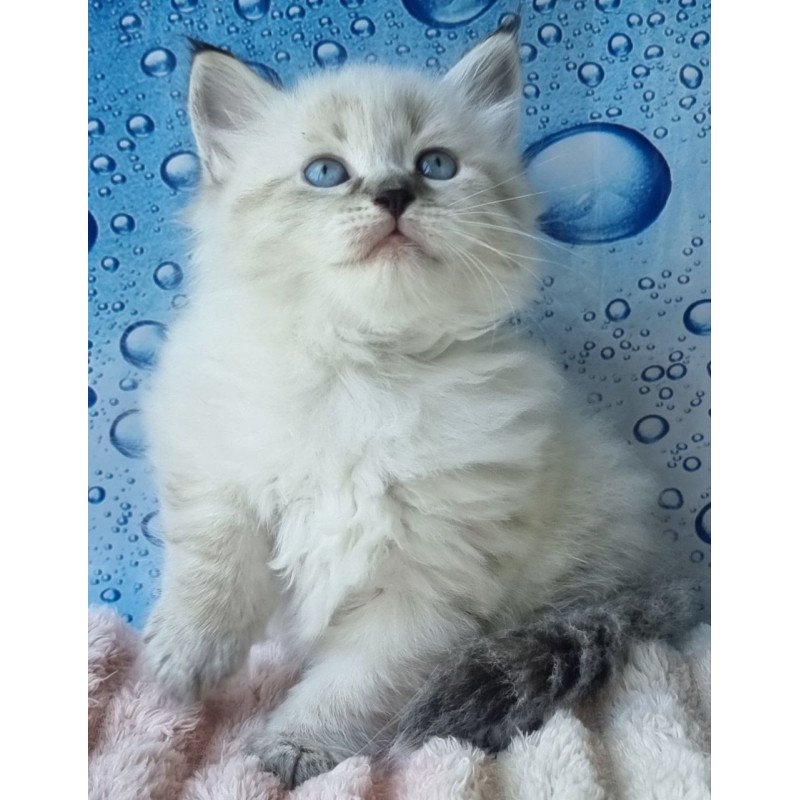 Siberian Arhip