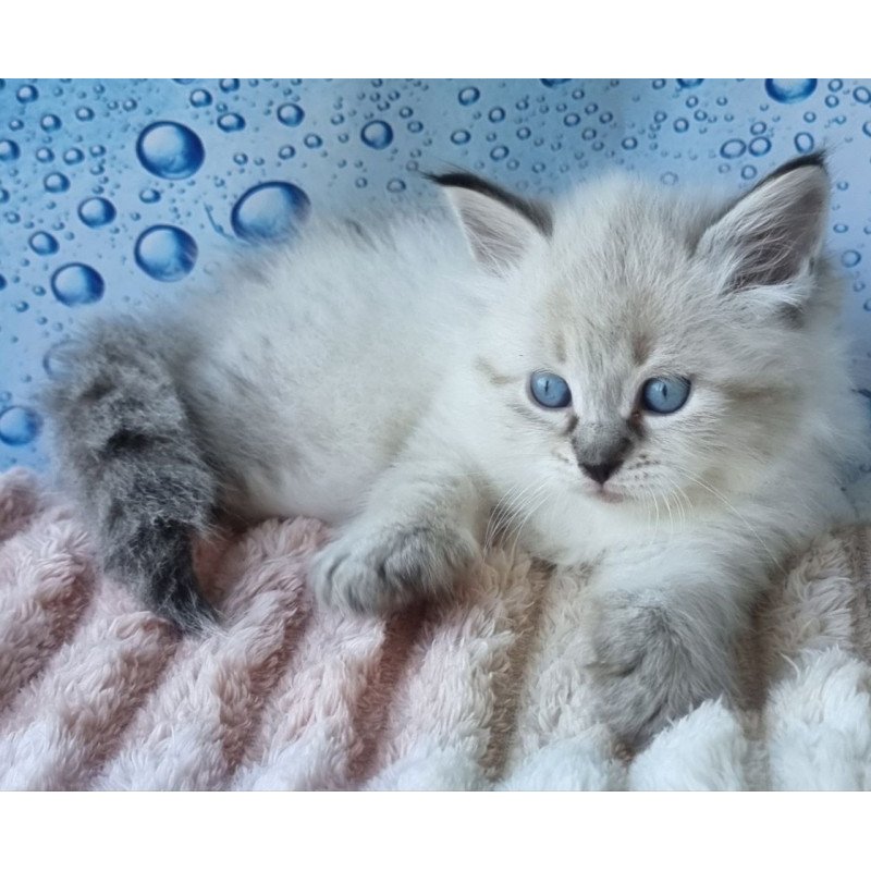 Siberian Arhip