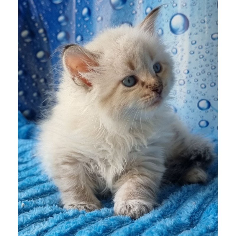 Siberian Antip