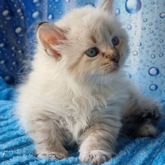 Siberian Antip