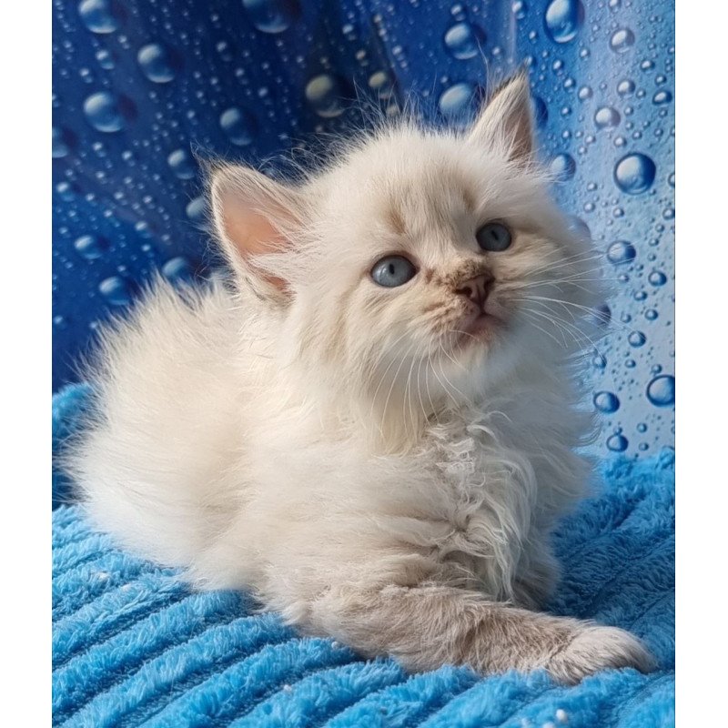 Siberian Antip