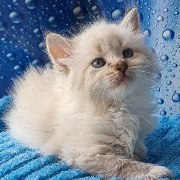 Siberian Antip