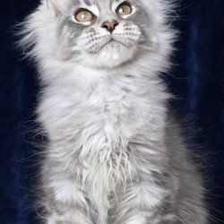 Maine Coon EZ Caruso