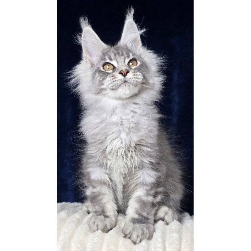 Maine Coon EZ Caruso