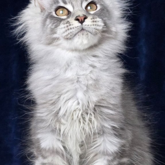 Maine Coon EZ Caruso