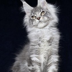 Maine Coon EZ Caruso