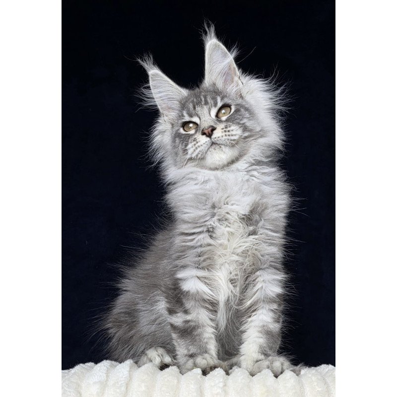 Maine Coon EZ Caruso