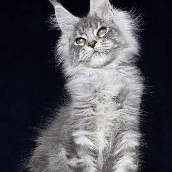 Maine Coon EZ Caruso