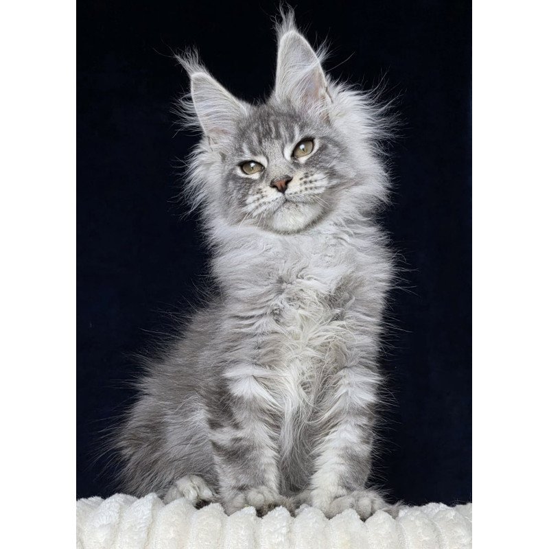 Maine Coon EZ Caruso