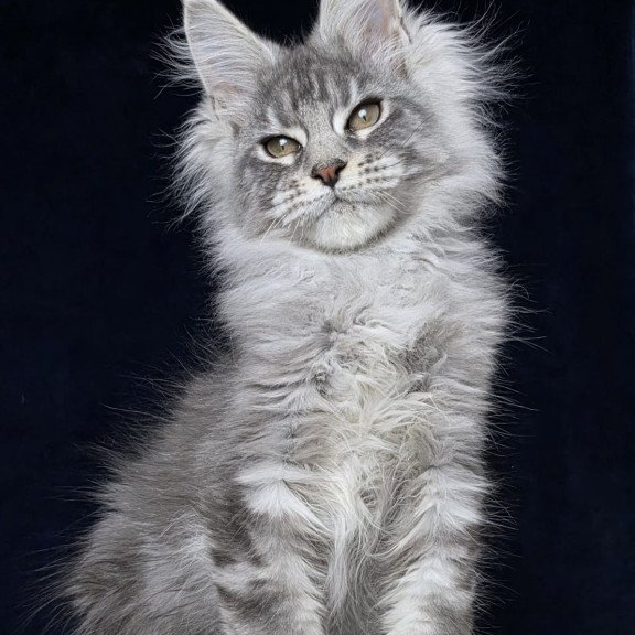 Maine Coon EZ Caruso