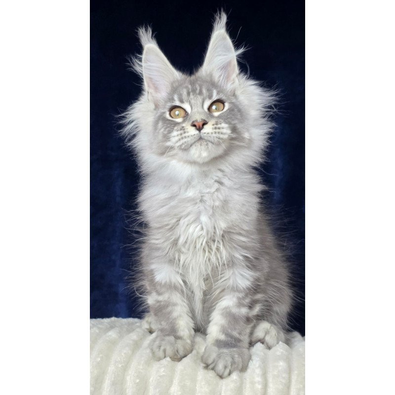 Maine Coon EZ Caruso