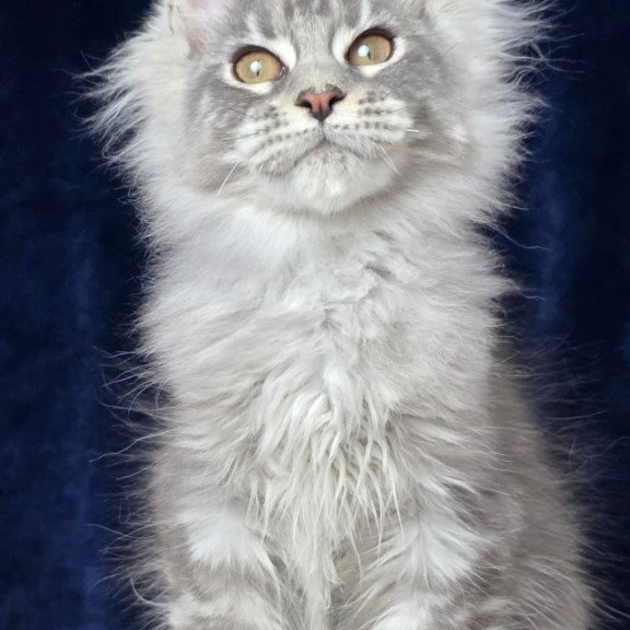 Maine Coon EZ Caruso