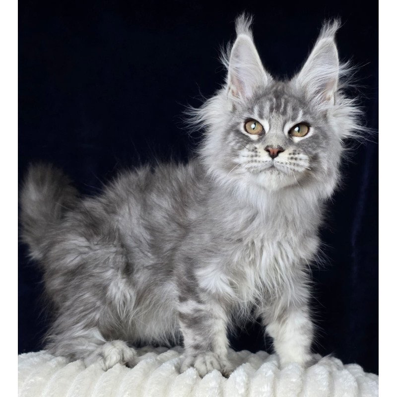 Maine Coon EZ Caruso