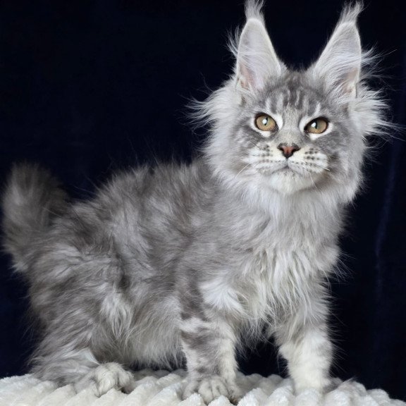 Maine Coon EZ Caruso