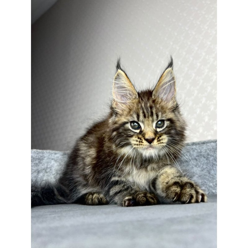 Maine Coon EZ Pathos