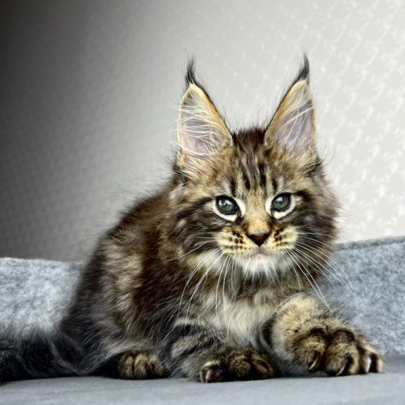 Maine Coon EZ Pathos
