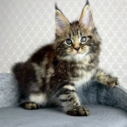 Maine Coon EZ Pathos