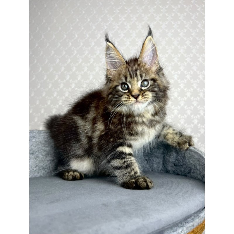 Maine Coon EZ Pathos