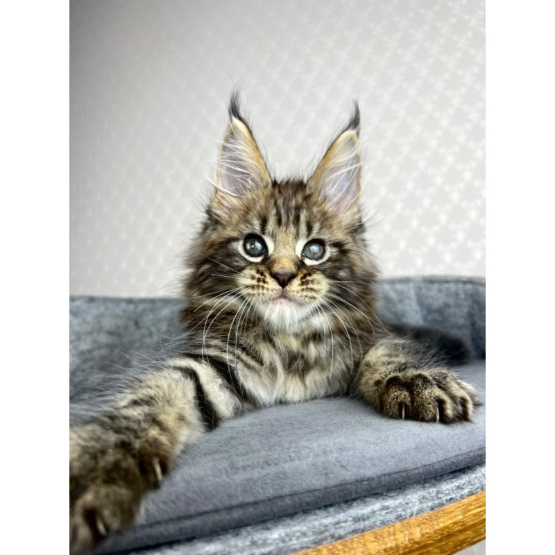 Maine Coon EZ Pathos