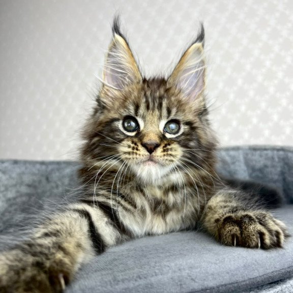 Maine Coon EZ Pathos