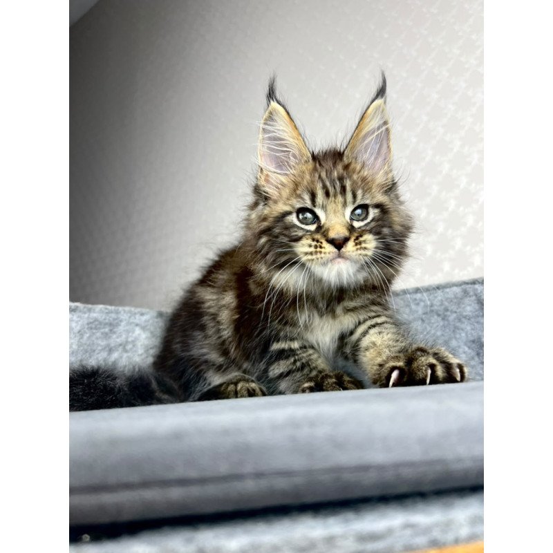 Maine Coon EZ Pathos