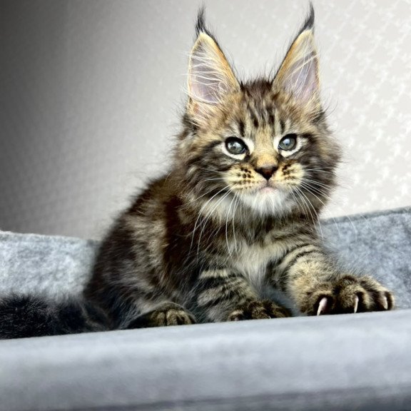 Maine Coon EZ Pathos