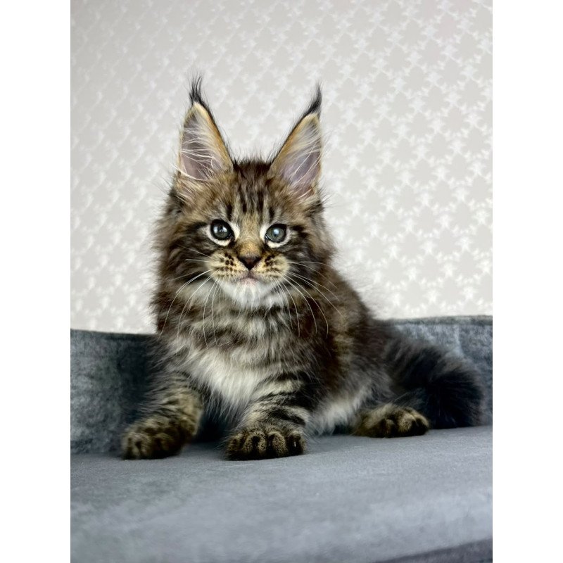 Maine Coon EZ Pathos