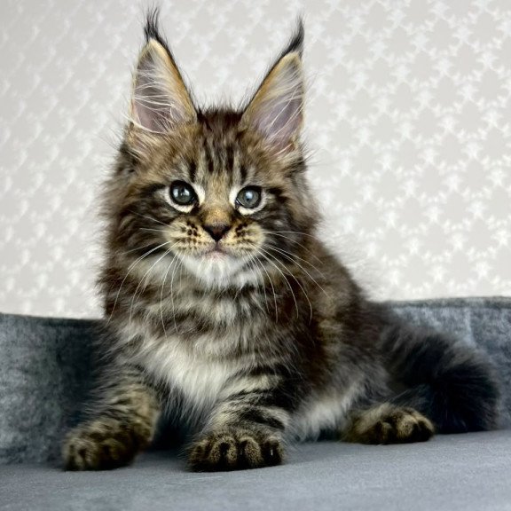 Maine Coon EZ Pathos