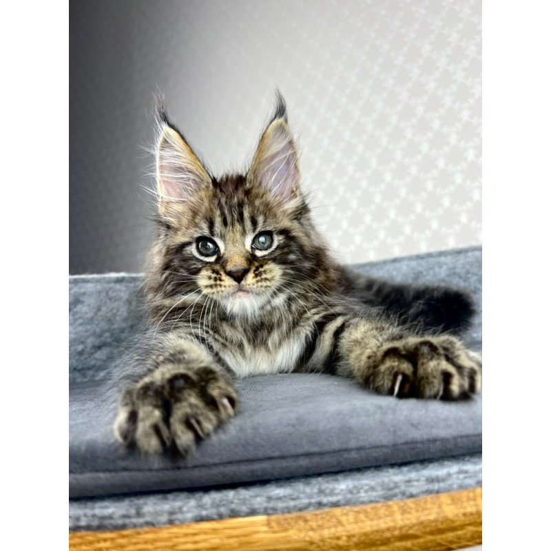 Maine Coon EZ Pathos