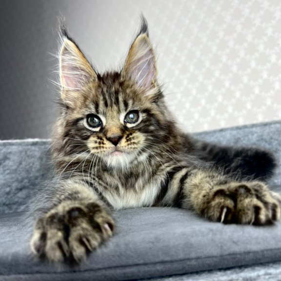 Maine Coon EZ Pathos