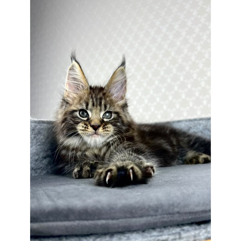 Maine Coon EZ Pathos