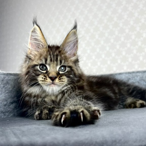 Maine Coon EZ Pathos