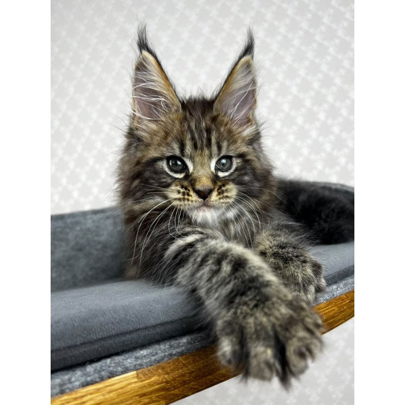 Maine Coon EZ Pathos
